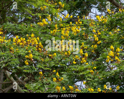 Flamme jaune arbre (peltophorum pterocarpum) Banque D'Images