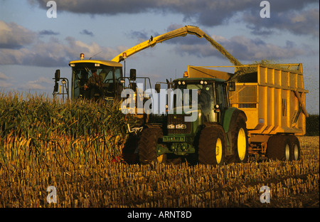 En cours de récolte du maïs ensilage à faire pour l'alimentation animale dans une ferme de Hollesley, Suffolk, UK. Banque D'Images