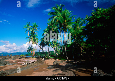 Costa Rica, le parc national Corcovado, plage avec des palmiers près de Drake Bay Banque D'Images