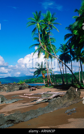 Costa Rica, le parc national Corcovado, plage avec des palmiers près de Drake Bay Banque D'Images