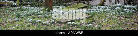 St Leonards church beoley avec worcestershire fleur d'hiver dans les perce-neige Banque D'Images