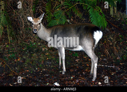 Hind Sika dans le Dorset Banque D'Images