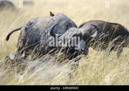 Buffalo,un vieux buffle en haute gras,Masai Mara, Kenya Banque D'Images