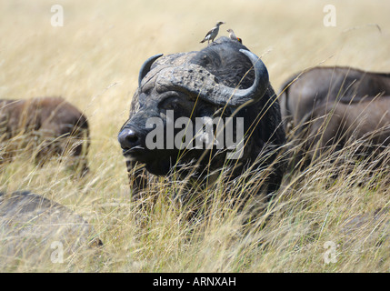 Buffalo,un vieux buffle en haute gras,Masai Mara, Kenya Banque D'Images