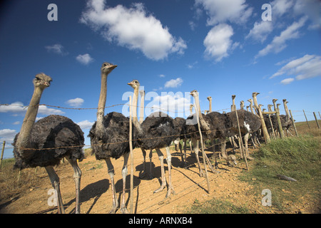 Autruches sur ostrich farm Western Cape Afrique du Sud Banque D'Images