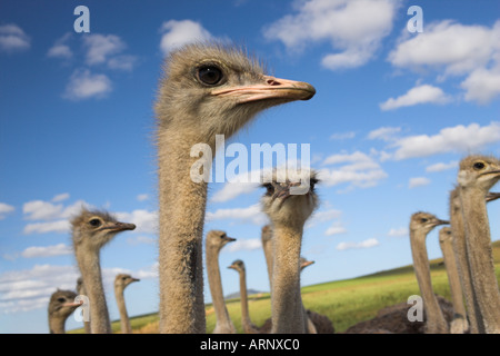 Autruches sur ostrich farm Western Cape Afrique du Sud Banque D'Images