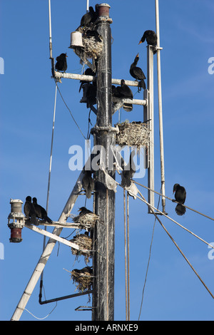 Les cormorans du cap se percher sur la pêche voile gréement Lamberts Bay Western Cape Afrique du Sud Banque D'Images