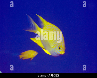 Jeune fille d'or, Amblyglyphidodon aureus janvier 2008, îles Similan, la mer d'Andaman, Thaïlande Banque D'Images