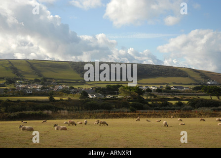 Moutons paissent dans les champs donnant sur la baie de Croyde Devon, Angleterre du Nord Banque D'Images