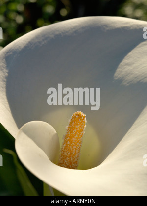 Zantedeschia aethiopica calla (or) Banque D'Images