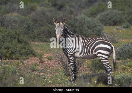 Zèbre de montagne du cap en Bushmans Kloof Réserver Cedarberg Western Cape Afrique du Sud Banque D'Images