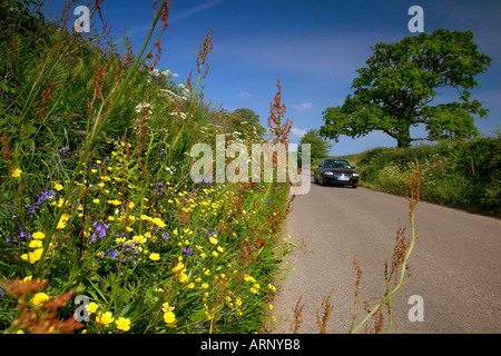 Les fleurs sauvages le long d'un chemin de campagne à Cornwall, UK Banque D'Images
