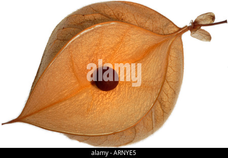 En Semences de Cardiospermum halicacabum gousse fond blanc Banque D'Images