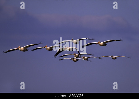 Pélicans blancs battant Banque D'Images