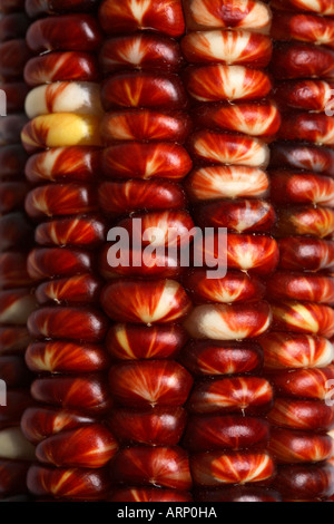 Close up of Indian Corn Kernels Banque D'Images