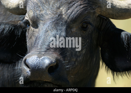 Buffalo,Portrait frontal,close up d'un buffle, Masai Mara, Kenya Banque D'Images