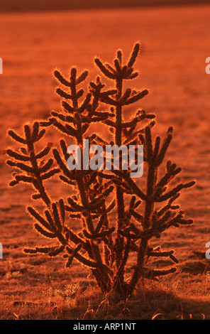 USA , Arizona, (Cylindropuntia spinosior) Nom commun, Cane Cholla, Spiny Cholla au coucher du soleil Banque D'Images