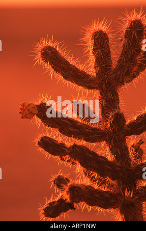 USA , Arizona, (Cylindropuntia spinosior) Nom commun, Cane Cholla, Spiny Cholla au coucher du soleil Banque D'Images