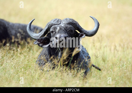 Buffalo,vieille Cape des buffles dans les gras,Serengeti, Tanzanie Banque D'Images