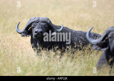 Buffalo,vieille Cape des buffles dans les gras,Serengeti, Tanzanie Banque D'Images