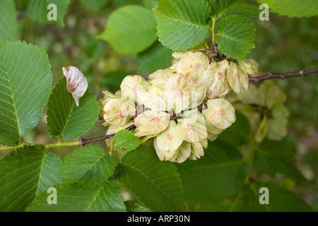 English orme Ulmus procera Banque D'Images