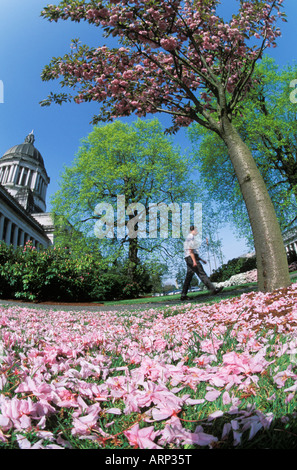 L'État de Washington, USA, Olympia, Bâtiment du Capitole de l'État avec le printemps les fleurs de cerisier Banque D'Images
