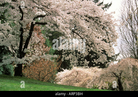 USA, l'État de Washington, Seattle Arbouretum au printemps avec les cerisiers en fleurs Banque D'Images