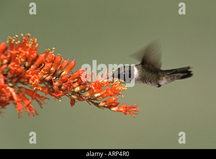 Colibri noir se nourrissant de fleurs La Rouge Banque D'Images