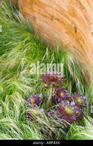 Hampton Court Flower Show 2007. forme d'herbes et Aeoniums Banque D'Images