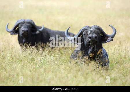 Buffalo,vieille Cape des buffles dans les gras,Serengeti, Tanzanie Banque D'Images