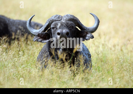 Buffalo,vieille Cape des buffles dans les gras,Serengeti, Tanzanie Banque D'Images