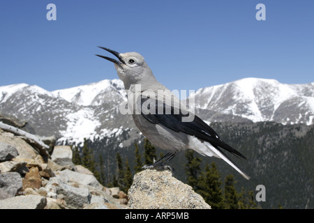 Le Cassenoix perché dans le Parc National des Montagnes Rocheuses Banque D'Images