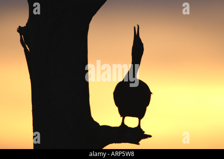 Cormoran à aigrettes Double Silhouette chant au coucher du soleil Banque D'Images