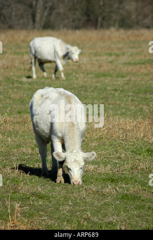 Le bétail blanc en collines de North Georgia USA Banque D'Images