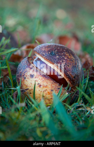 Le Marronnier Aesculus conker ou hippocrastanum Banque D'Images