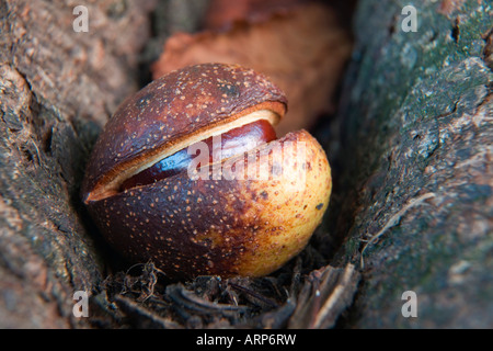 Le Marronnier Aesculus conker ou hippocrastanum Banque D'Images