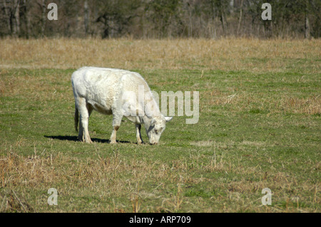 Le bétail blanc en collines de North Georgia USA Banque D'Images