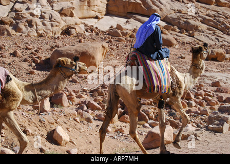 L'homme arabe locale menant des chameaux, St.Catherines Monastère, péninsule du Sinaï, Égypte Banque D'Images