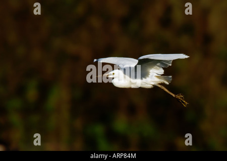 Vol de l'aigrette garzette Banque D'Images