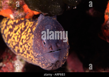 La vie dans la mer Méditerranée Mer Méditerranée moray Banque D'Images