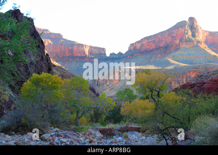 La FIN DE CLEAR CREEK TRAIL ET LE CLEAR CREEK CANYON DÉSERT OASIS DE PEUPLIERS profondément à l'INTÉRIEUR DE GRAND CANYON À C Banque D'Images