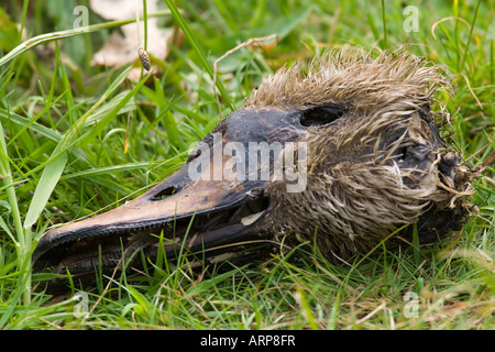 Cygne tuberculé mort Banque D'Images