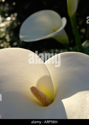 Zantedeschia aethiopica calla (or) Banque D'Images