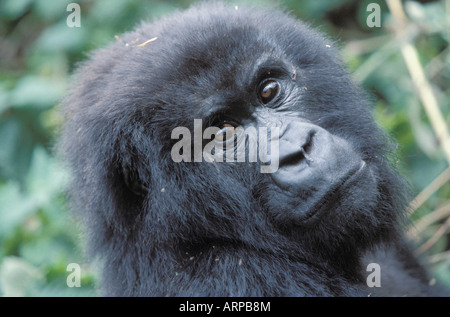 Parc National du Volcan Montagne gorille Afrique Rwanda Banque D'Images