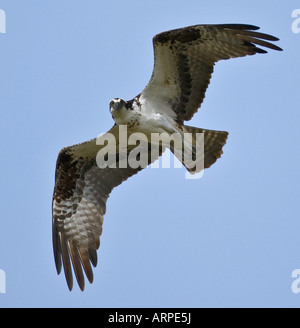 Osprey en vol Banque D'Images