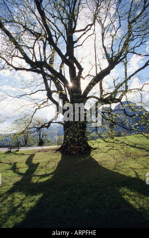 L'Hindenberg Lime (800 ans) au printemps de l'arbre avec le soleil éclatant à travers foilage, Bavière, Allemagne Banque D'Images