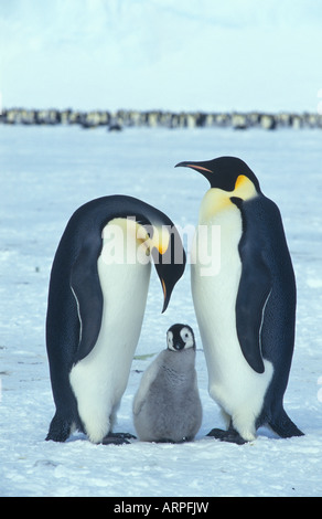 Manchots empereurs avec jeune poussin Aptenodytes forsteri Dawson glacier Antarctique Lambton Banque D'Images