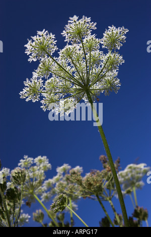 Berce du Caucase Heracleum sphondylium Banque D'Images