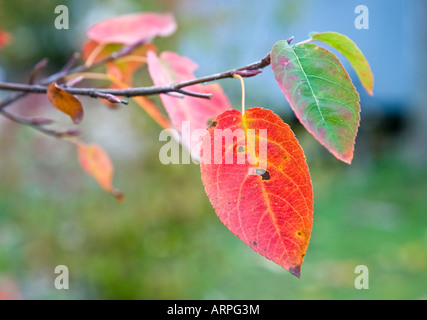 Feuillage d'automne leaf close up Banque D'Images