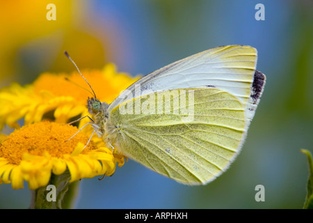 Petit papillon blanc Artogeia rapae sur fleabane Banque D'Images